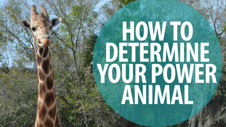 How to Determine Your Power Animal